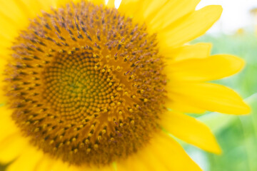 8月の大きなひまわり