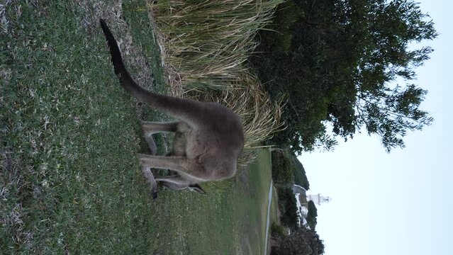 Vertical video of an Australian Kangaroo grazing below a lighthouse perch on a coastal headland. South West Rocks Australia