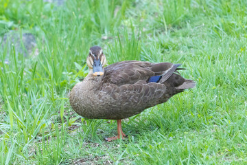 元気よく育った川縁に住むカルガモの幼鳥