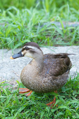 元気よく育った川縁に住むカルガモの幼鳥