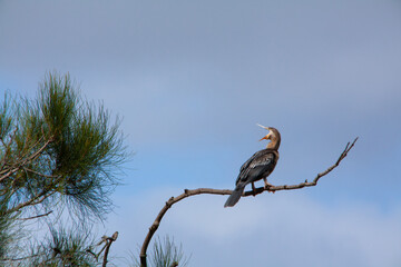 Treetop Symphony- bird