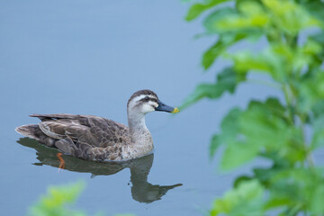 元気よく育った川縁に住むカルガモの幼鳥