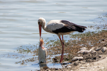 A stork that has caught a fish on the lake shore