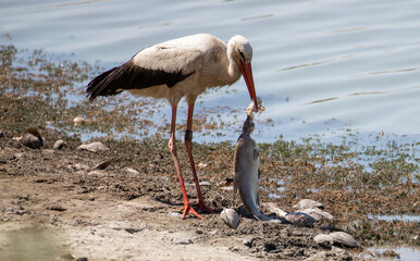 a close-up of a white stork eating a fish
