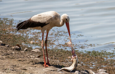 a close-up of a white stork eating a fish