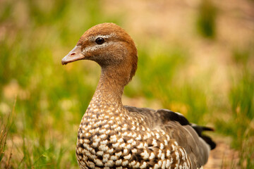 duck in the grass- close up