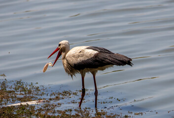 a stork eating a fish on the shore of the lake