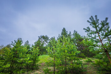 summer landscape in rural areas