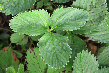 Green and brown-spotted strawberry leaves with dew drops on the tips of the leaves.