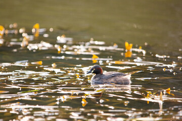 Water bird on a lake