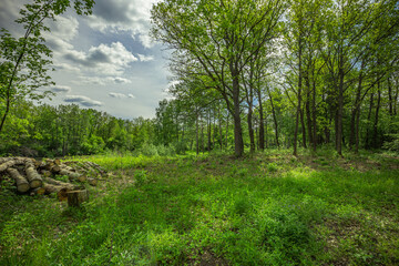 Fototapeta premium summer landscape in rural areas