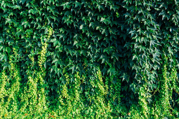 Full frame of green leaves on sunny day