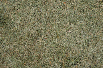 The texture of yellowed, dried, last year's grass with new greenery breaking through.