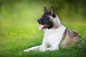 American akita dog portrait