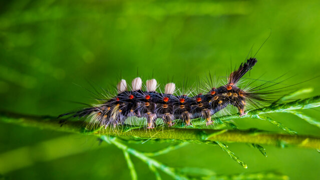 Rusty tussock moth (Orgyia antiqua) caterpillar crawling on plant stem