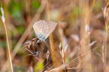 butterfly on a grass