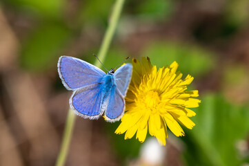 Fototapeta premium butterfly on flower
