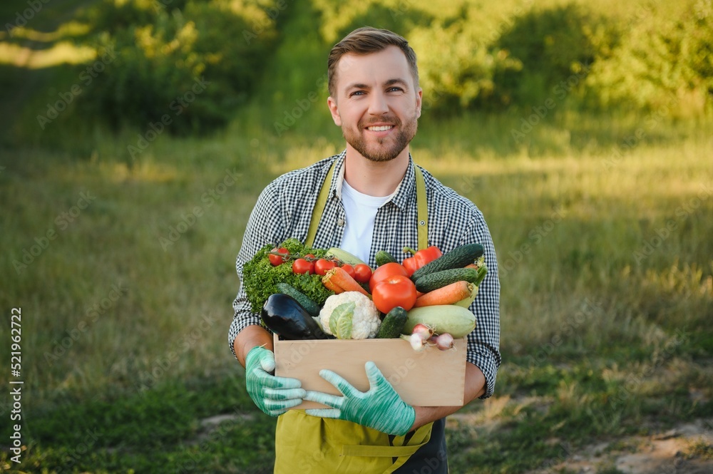 Wall mural farmer holding a crate of bio vegetables in the farm. happy man showing box of harvested vegetables.