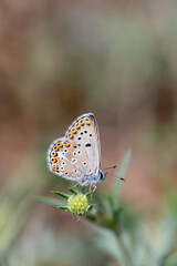 Lycaenidae / Anadolu &Ccedil;okg&ouml;zl&uuml;s&uuml; / Anatolian False Argus / Polyommatus hyacinthus