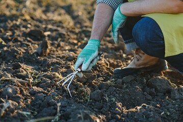 Gloved hands and shovels shovel the soil.A hand in a white gardening glove works with a tool.