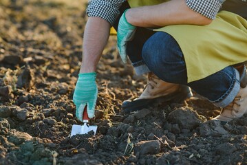 Gloved hands and shovels shovel the soil.A hand in a white gardening glove works with a tool.