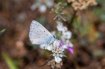 butterfly on a flower