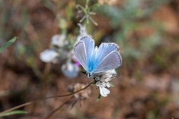 blue butterfly on a flower