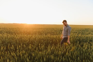 Naklejka na ściany i meble Man walking in wheat during sunset and touching harvest
