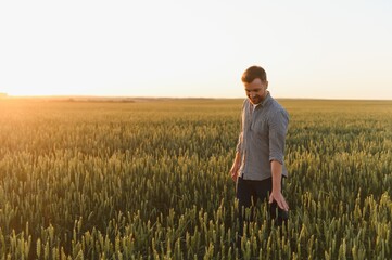 Man walking in wheat during sunset and touching harvest