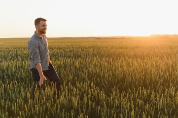 Man walking in wheat during sunset and touching harvest