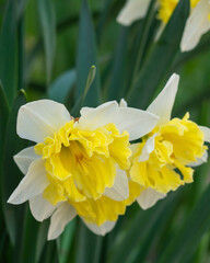 Fototapeta premium In the spring, yellow narcissus flowers bloomed. Blooming daffodils in the garden. Spring background with beautiful daffodils