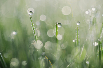 Blades of grass covered in morning dew