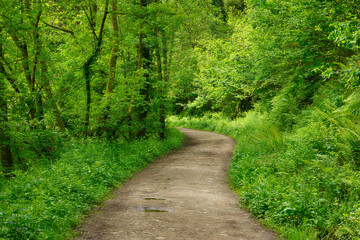 UK, England, Dirt road in lush green springtime forest