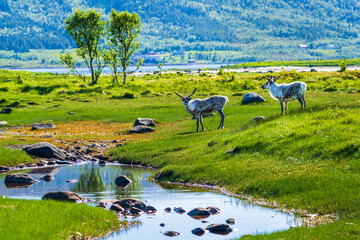 Norway, Nordland, Two reindeers (Rangifer tarandus) standing in front of small pond on Langoya island