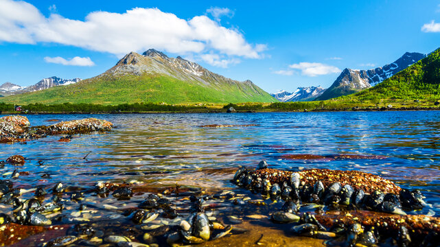 Norway, Nordland, Seashells lying along coastline of Langoya island