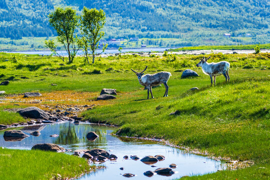 Norway, Nordland, Two reindeers (Rangifer tarandus) standing in front of small pond on Langoya island