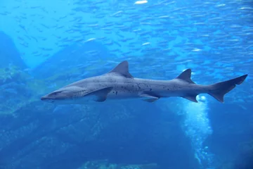 Fotobehang 泳いでいるサメの全身 © misumaru51shingo