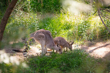 kangaroo and baby