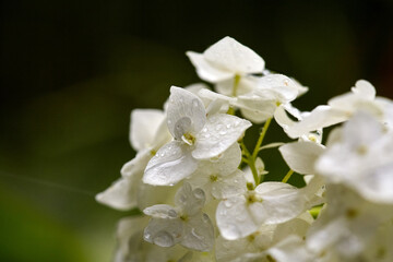 Closeup of beautiful white Hydrangea flowers after the rain, selective focus.