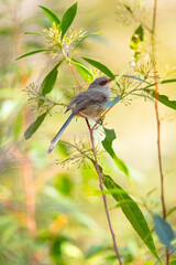 Small Bird- Fairy wren