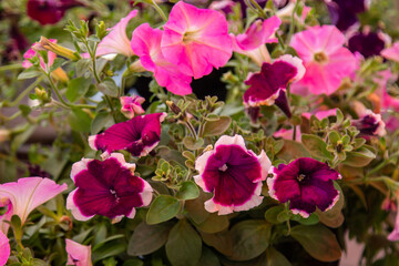 Naklejka premium flowers of different kinds and colors to sell in the store or market