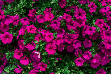 City flower fence with magenta flower with green plant