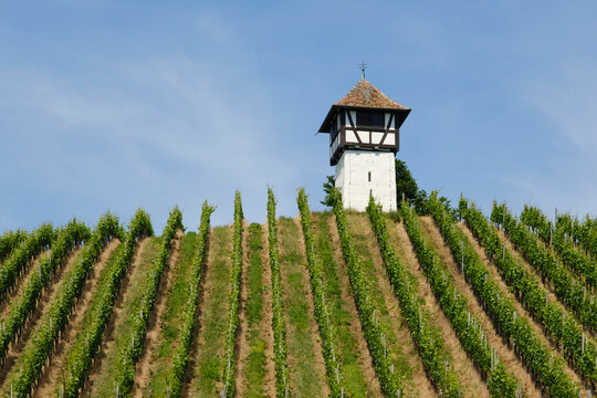 Germany, Baden-Wurttemberg, Meersburg, Summer vineyard with medieval watchtower in background
