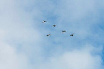 Five Ibis flying in the blue cloudy sky