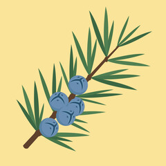 Obraz na płótnie Canvas Juniper branch with blue berries