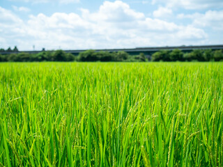 真夏の稲
