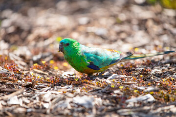 Colourful Parrot on the ground