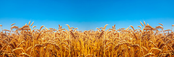 Nature Ukraina flag meadow wheat under sky - obrazy, fototapety, plakaty