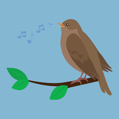 The nightingale sings sitting on a branch