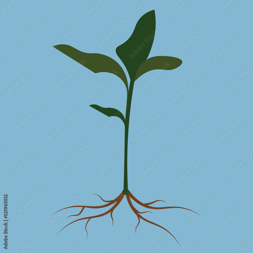 Poster plant with root on blue background